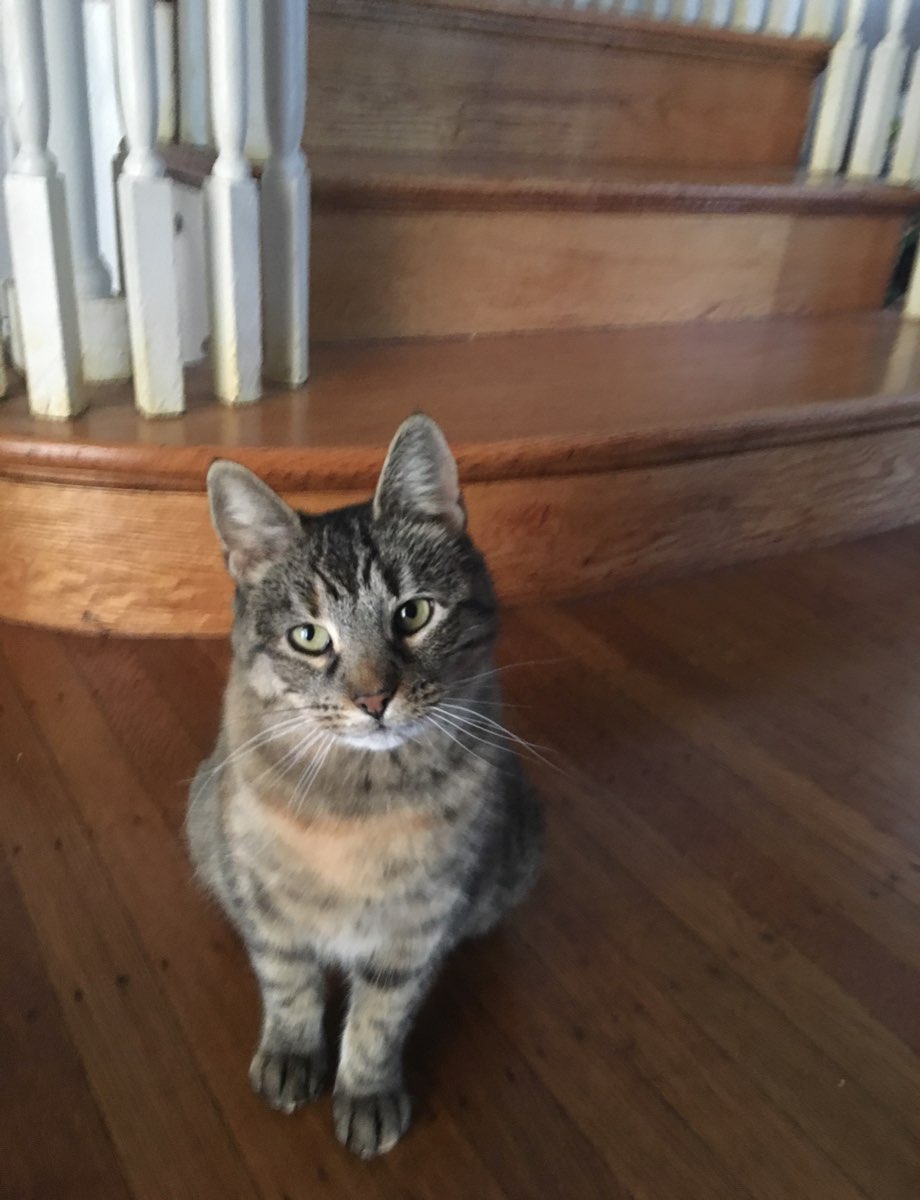 Photograph of Olive, a domestic shorthair tabby cat